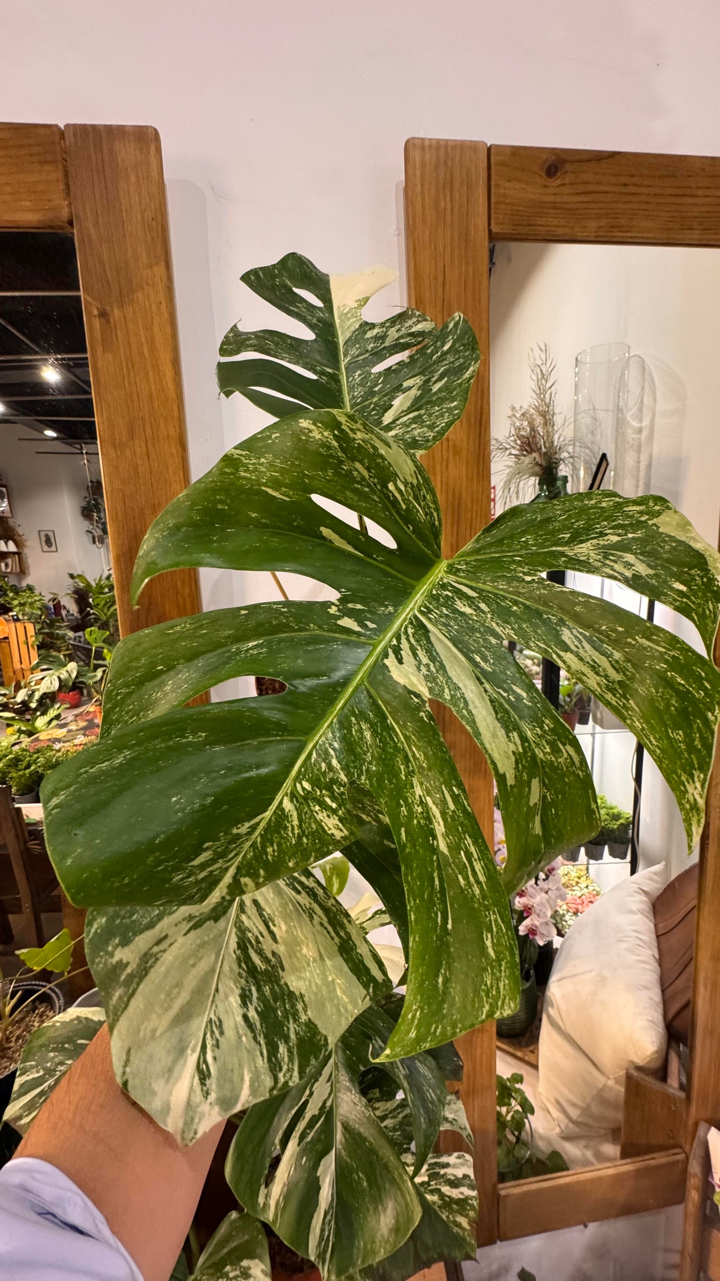 Taller de Monsteras variegadas