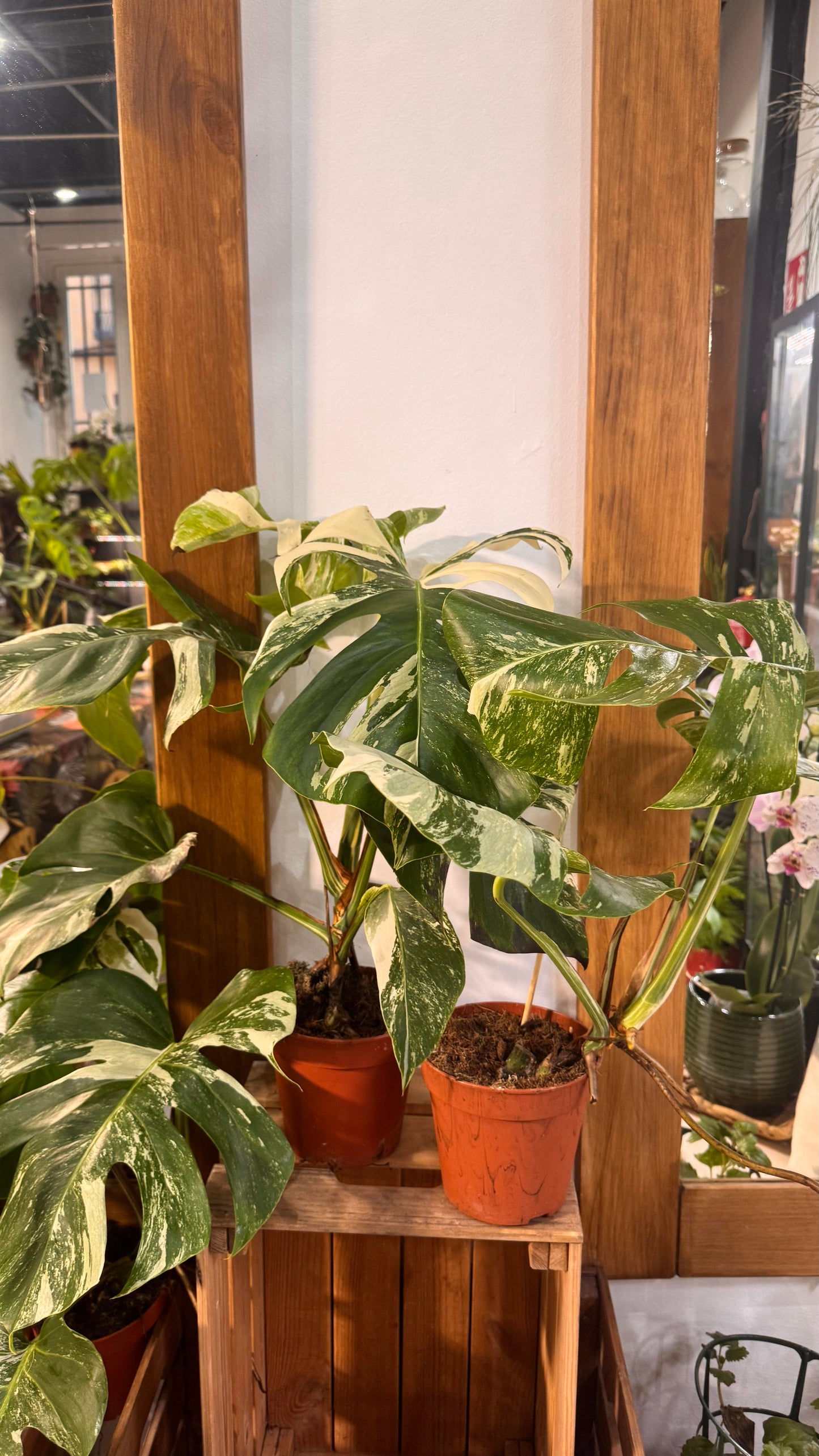 Taller de Monsteras variegadas