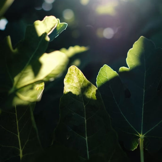 Curso de Jardinería para Principiantes: Plantas de Interior y Exterior