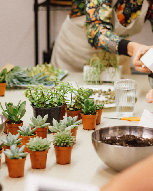 Taller de Terrario Desértico con Cactus y Suculentas en Barcelona