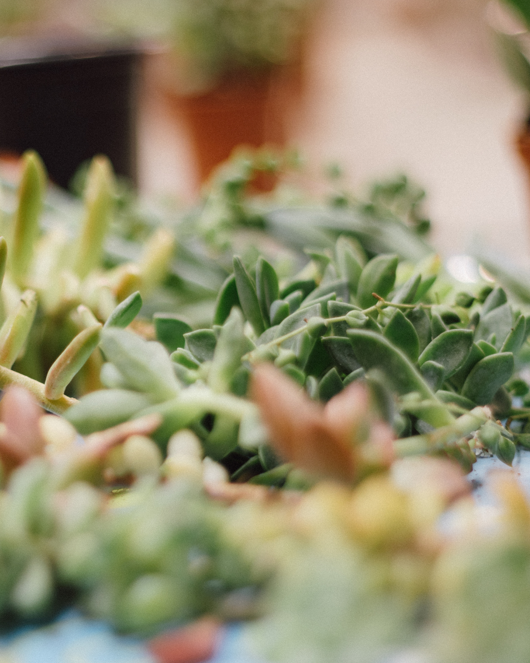 Taller de Terrario Desértico con Cactus y Suculentas en Barcelona