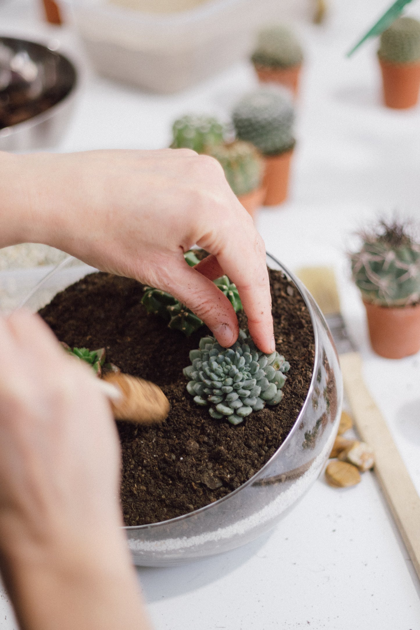 Taller de Terrario Desértico con Cactus y Suculentas en Barcelona