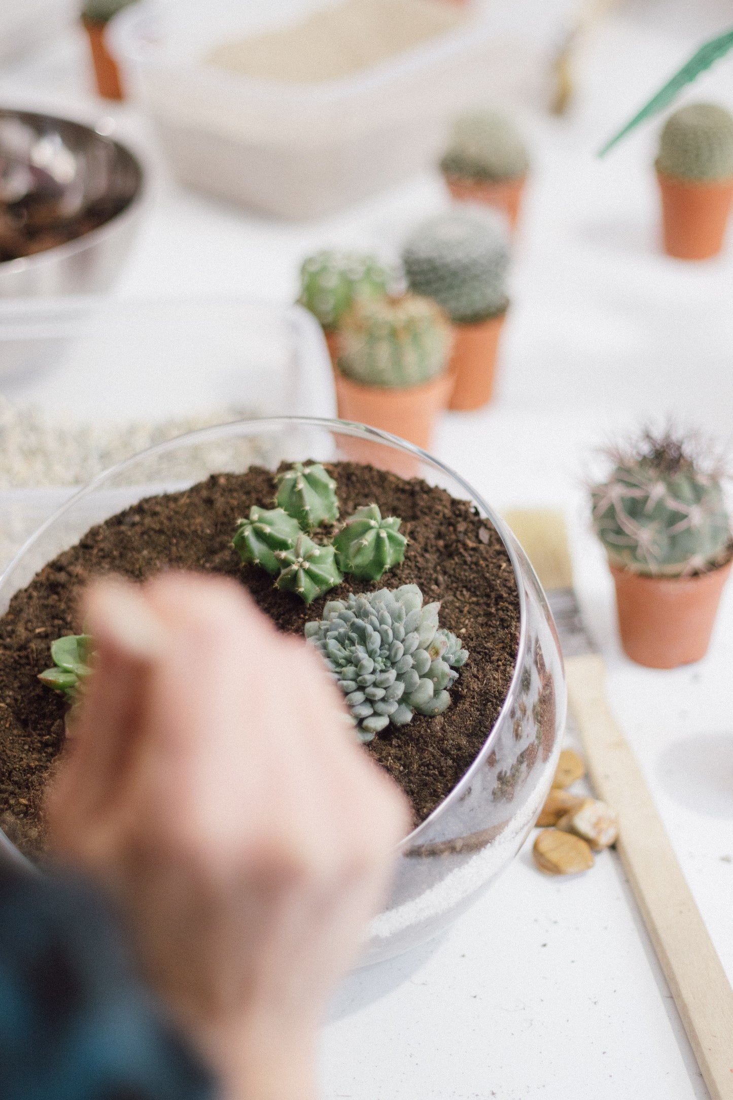 Taller de Terrario Desértico con Cactus y Suculentas en Barcelona