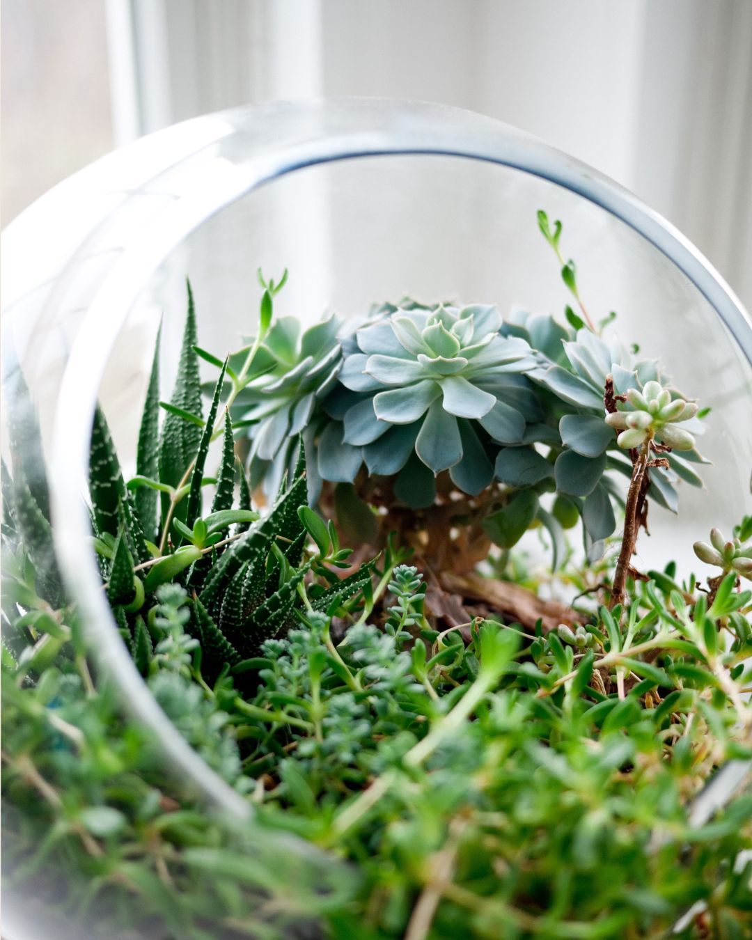 Taller de Terrario Desértico con Cactus y Suculentas en Barcelona