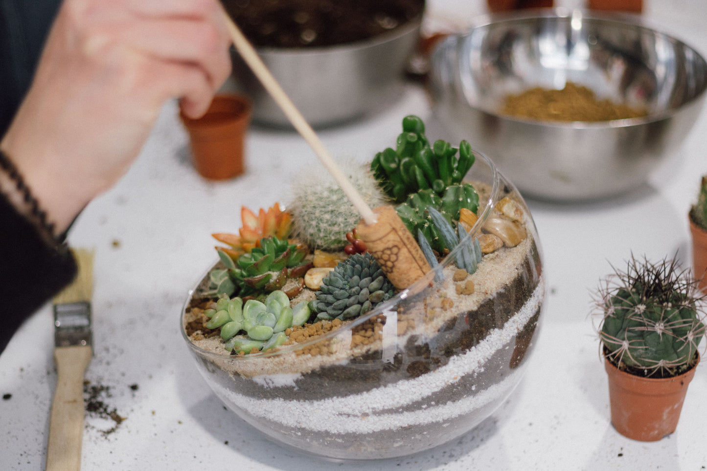 Taller de Terrario Desértico con Cactus y Suculentas en Barcelona