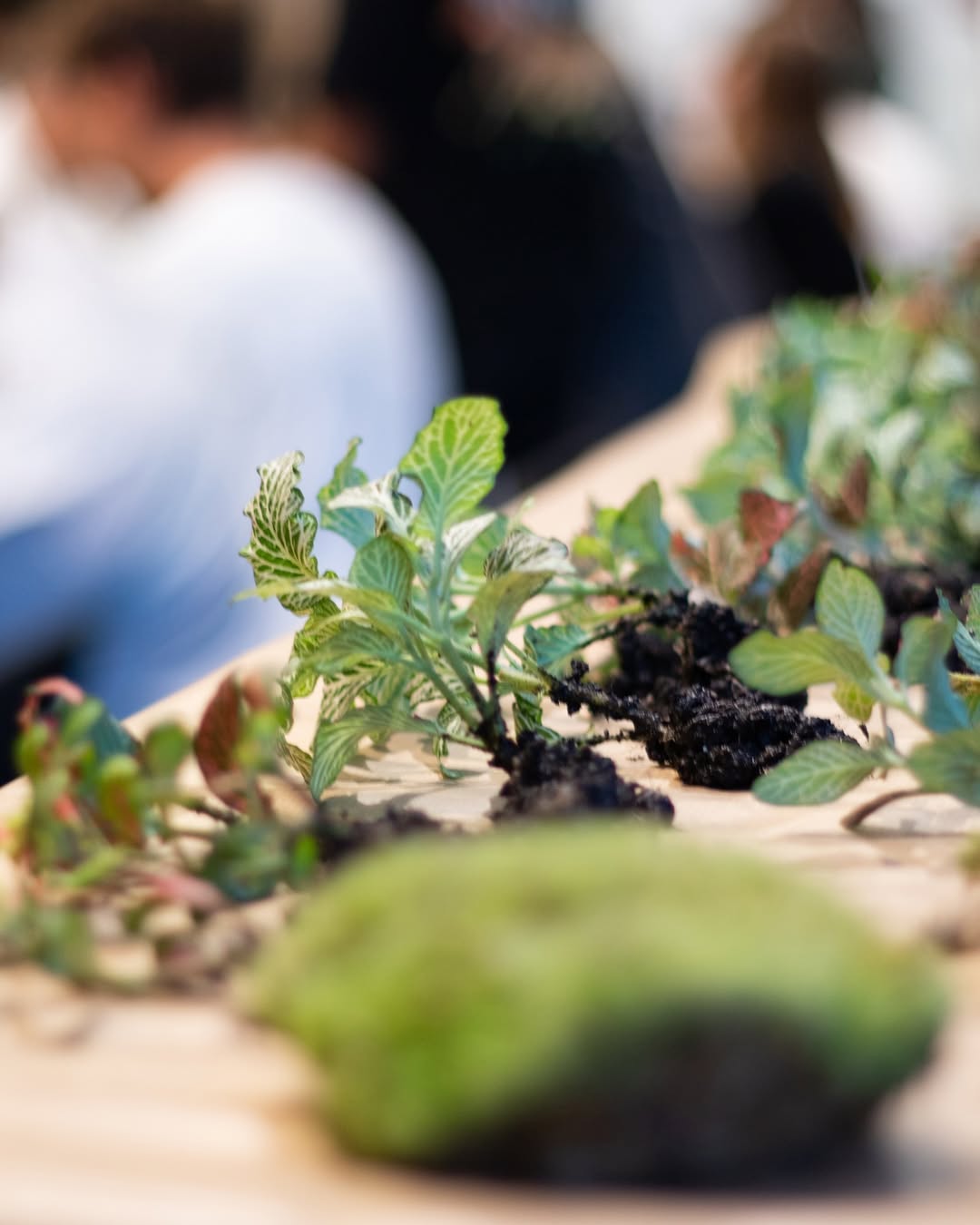 Taller de Terrario y Vino en Gràcia, Barcelona