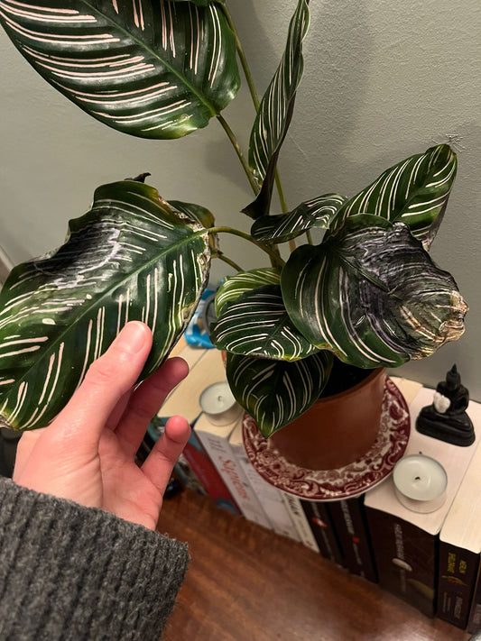 Servicios intensivos de jardinería | Control de plagas