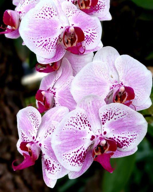 Taller de Cuidados de Orquídeas en Valencia