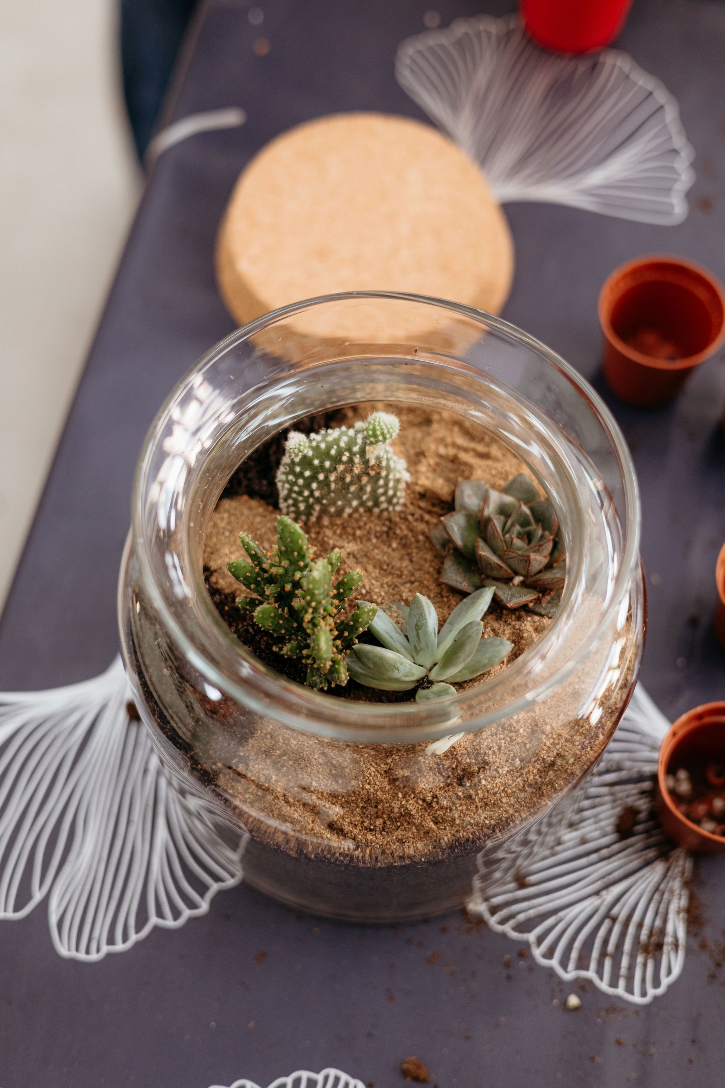 Desert Terrarium Workshop with Cactus and Succulents in Valencia