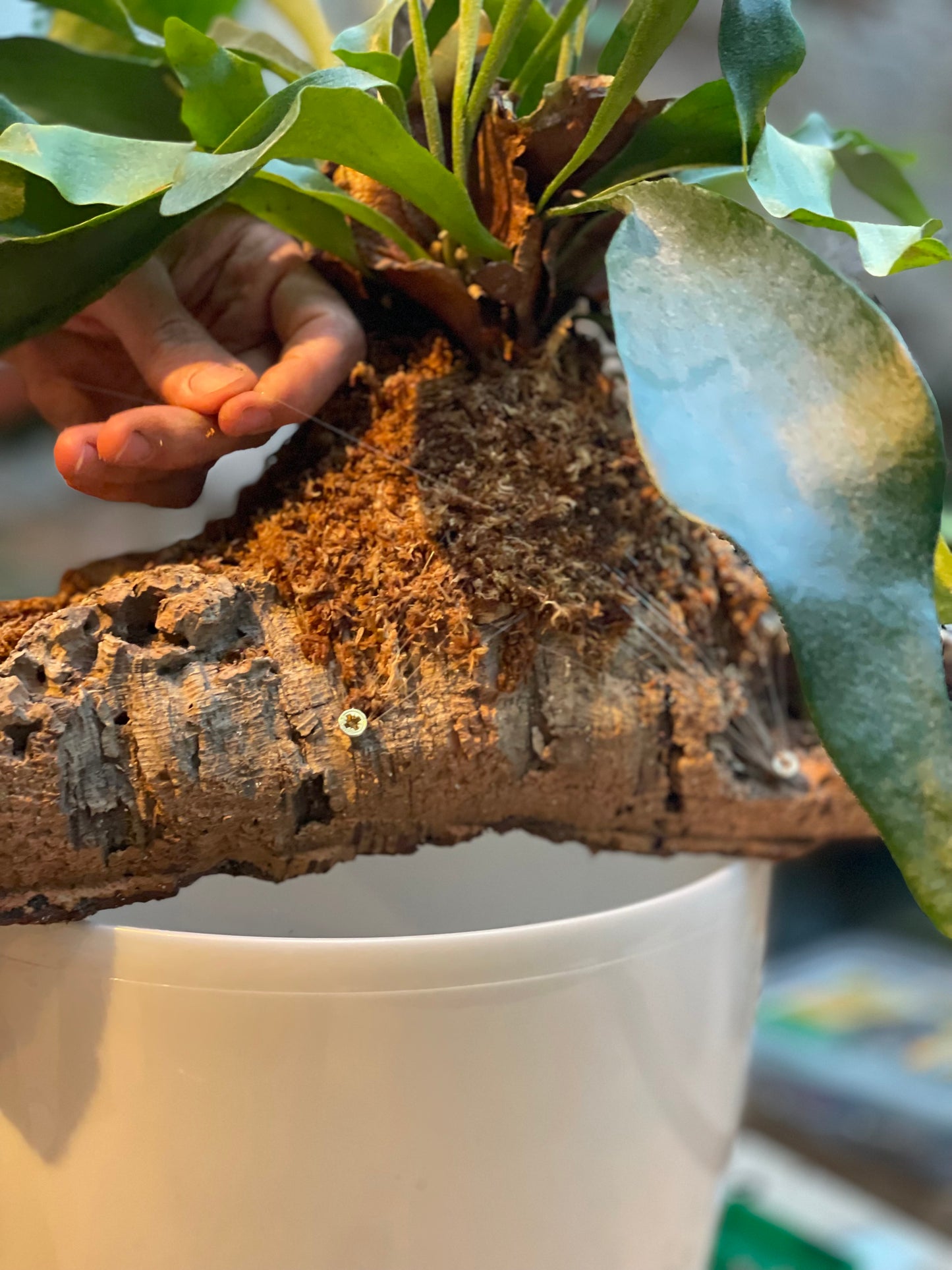 Taller de Cuerno de Alce sobre Corcho en Barcelona