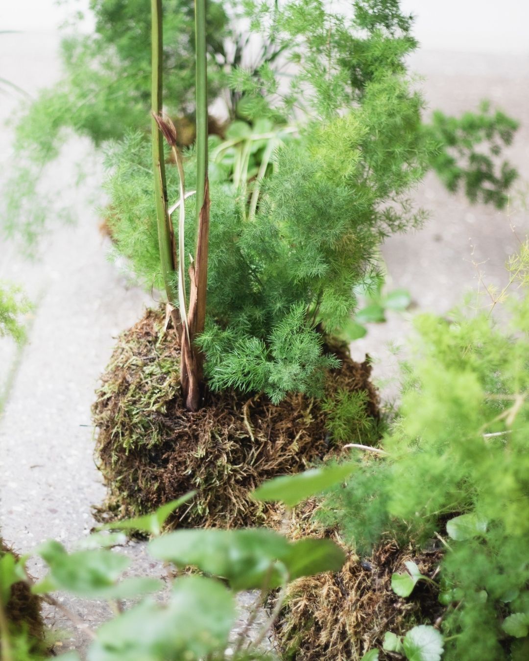 Taller de Jardín Japones de Bolsillo - “Pocket Garden”