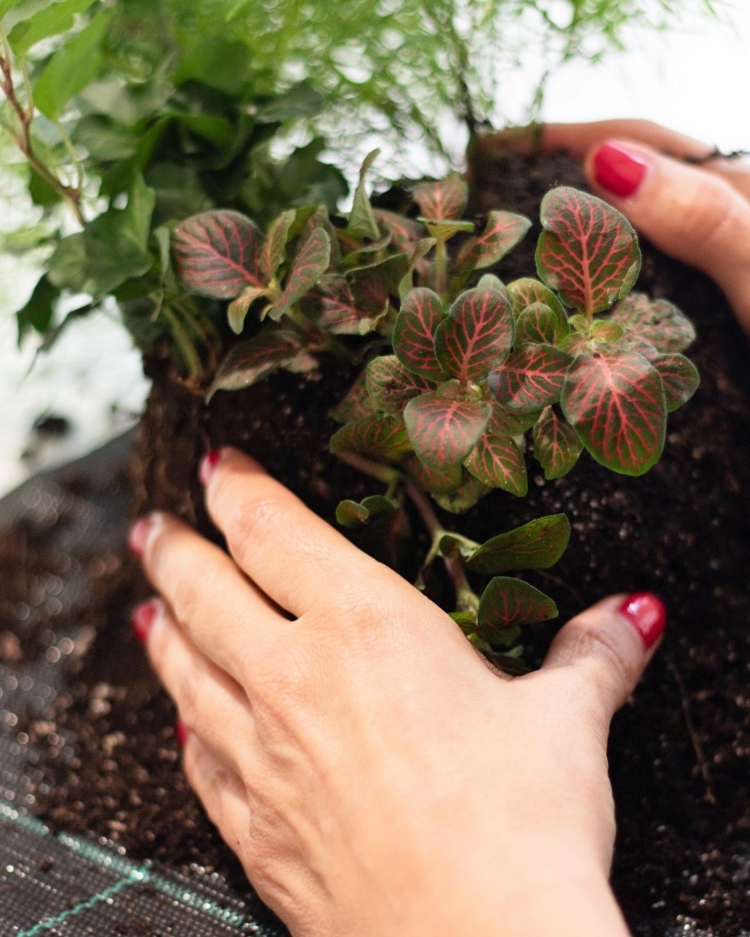 Taller de Jardín Japones de Bolsillo - “Pocket Garden”