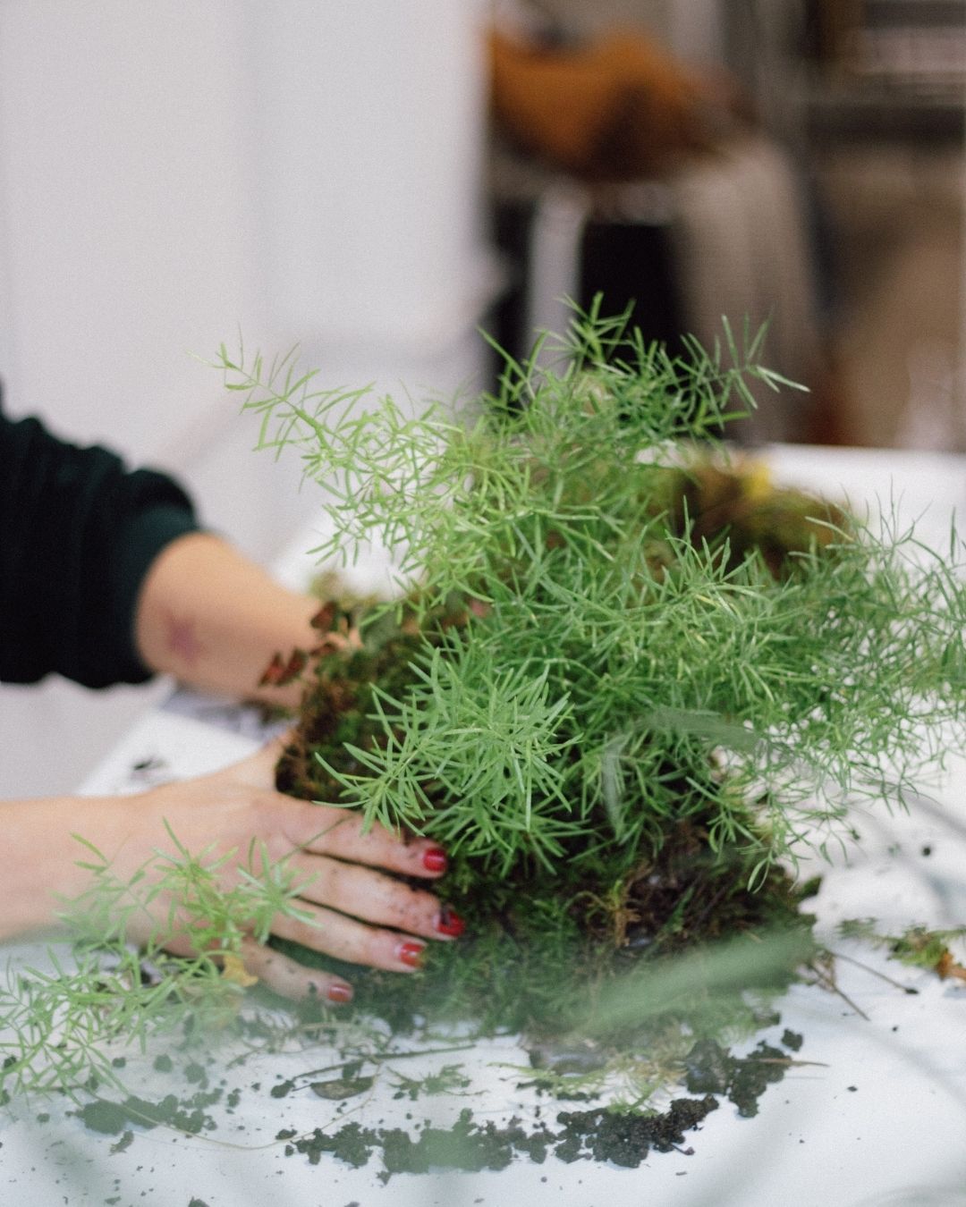 Taller de Jardín Japones de Bolsillo - “Pocket Garden”
