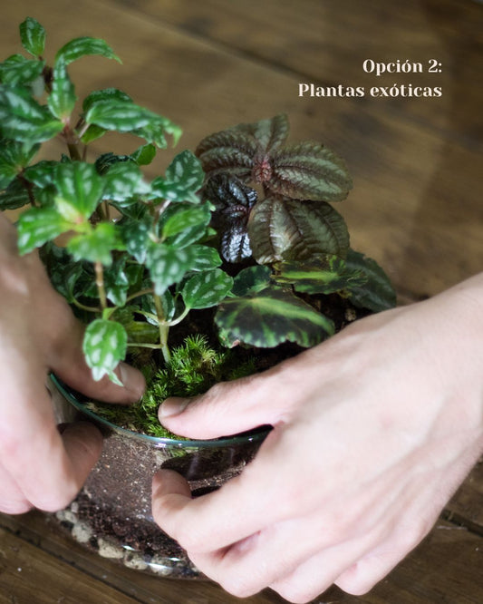Taller de Terrario Premium con Plantas Exóticas en Madrid
