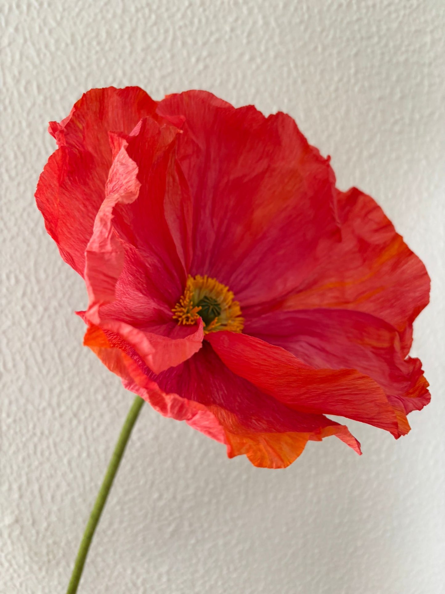 Paper Flower Workshop: Icelandic Poppy in Madrid