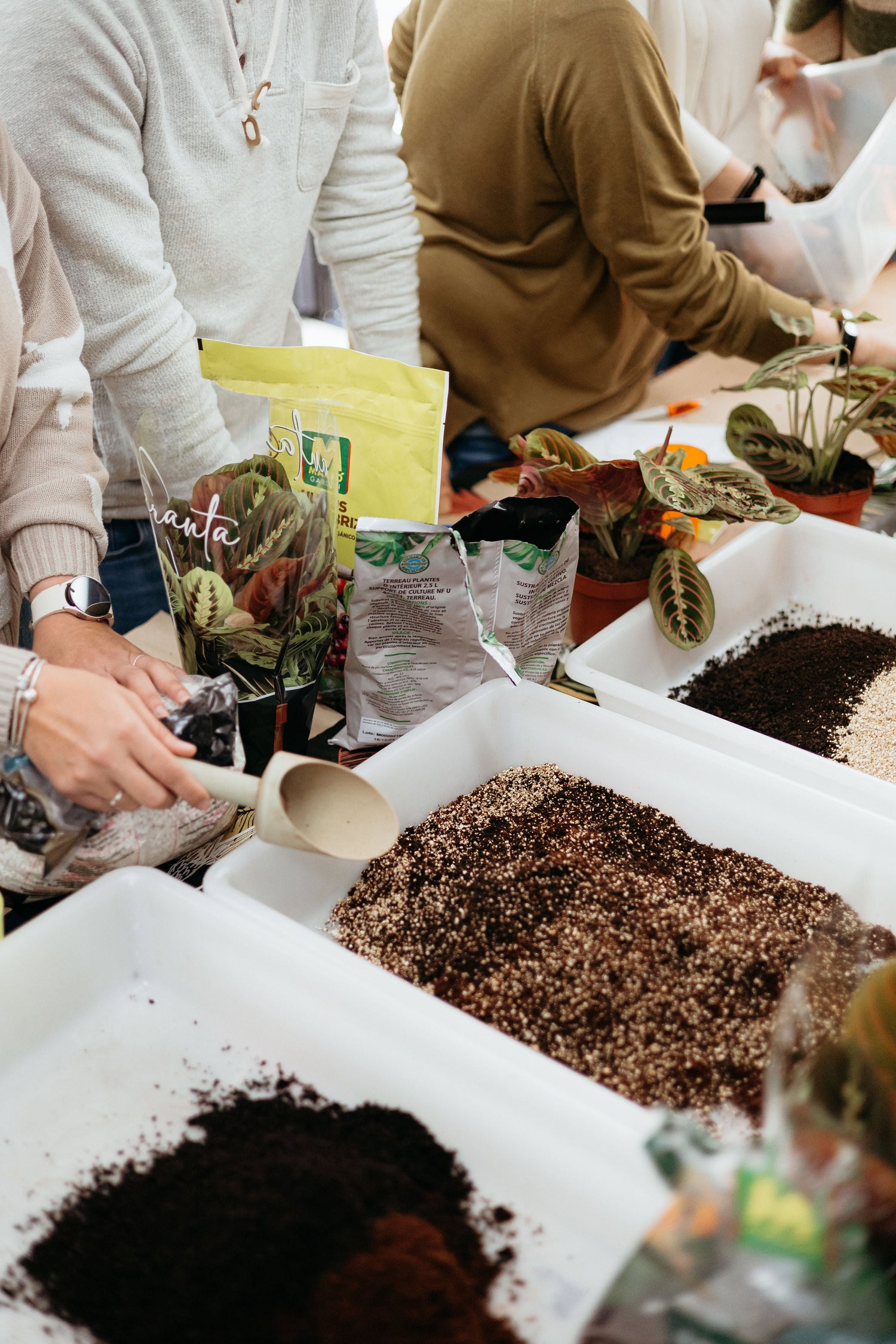 Talleres botánicos de Planteka