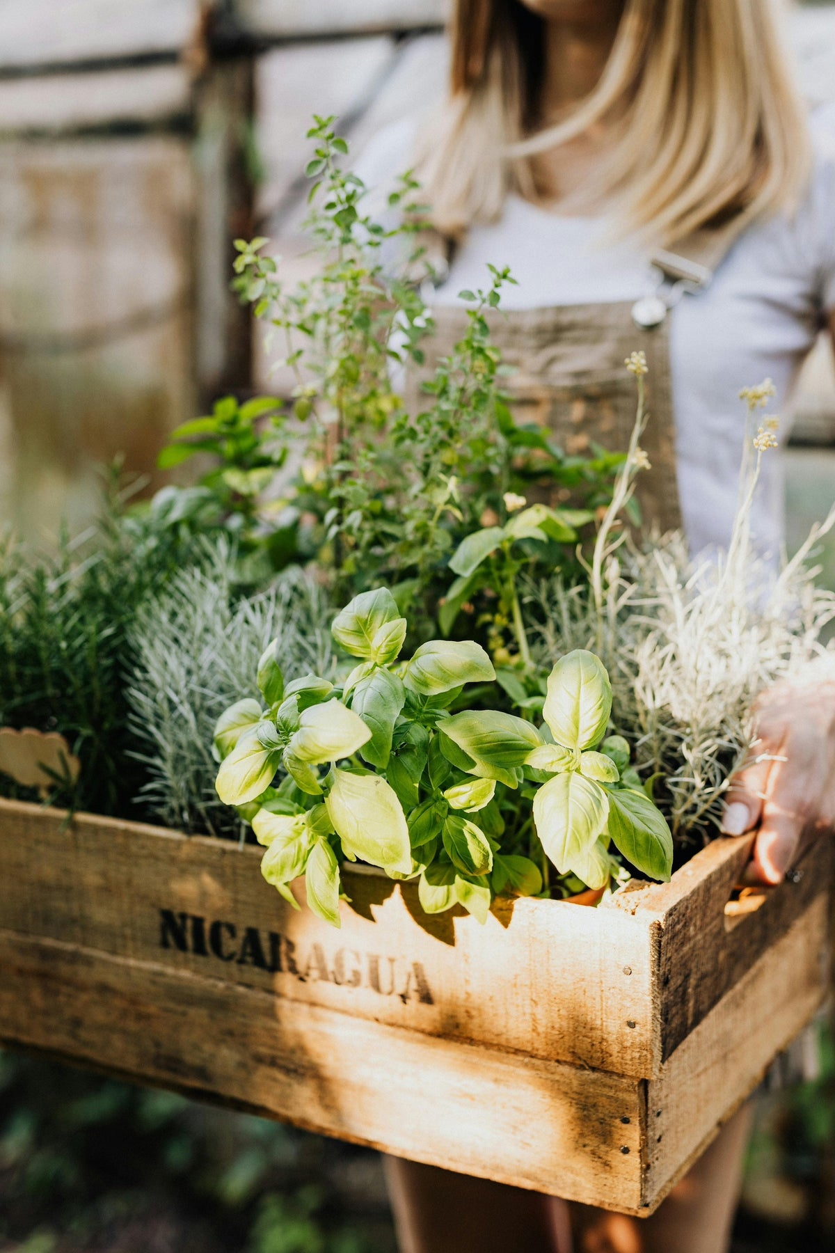 Talleres de Plantas Aromáticas en Barcelona
