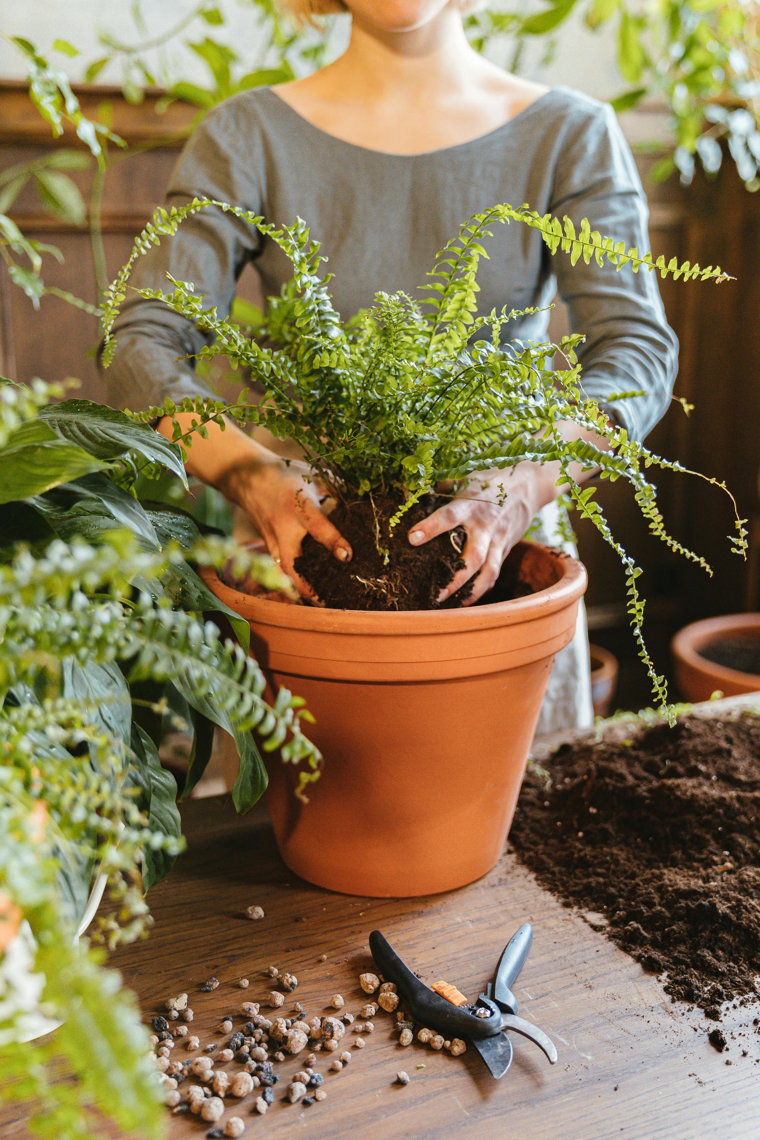 Servicio a domicilio con expertos en plantas