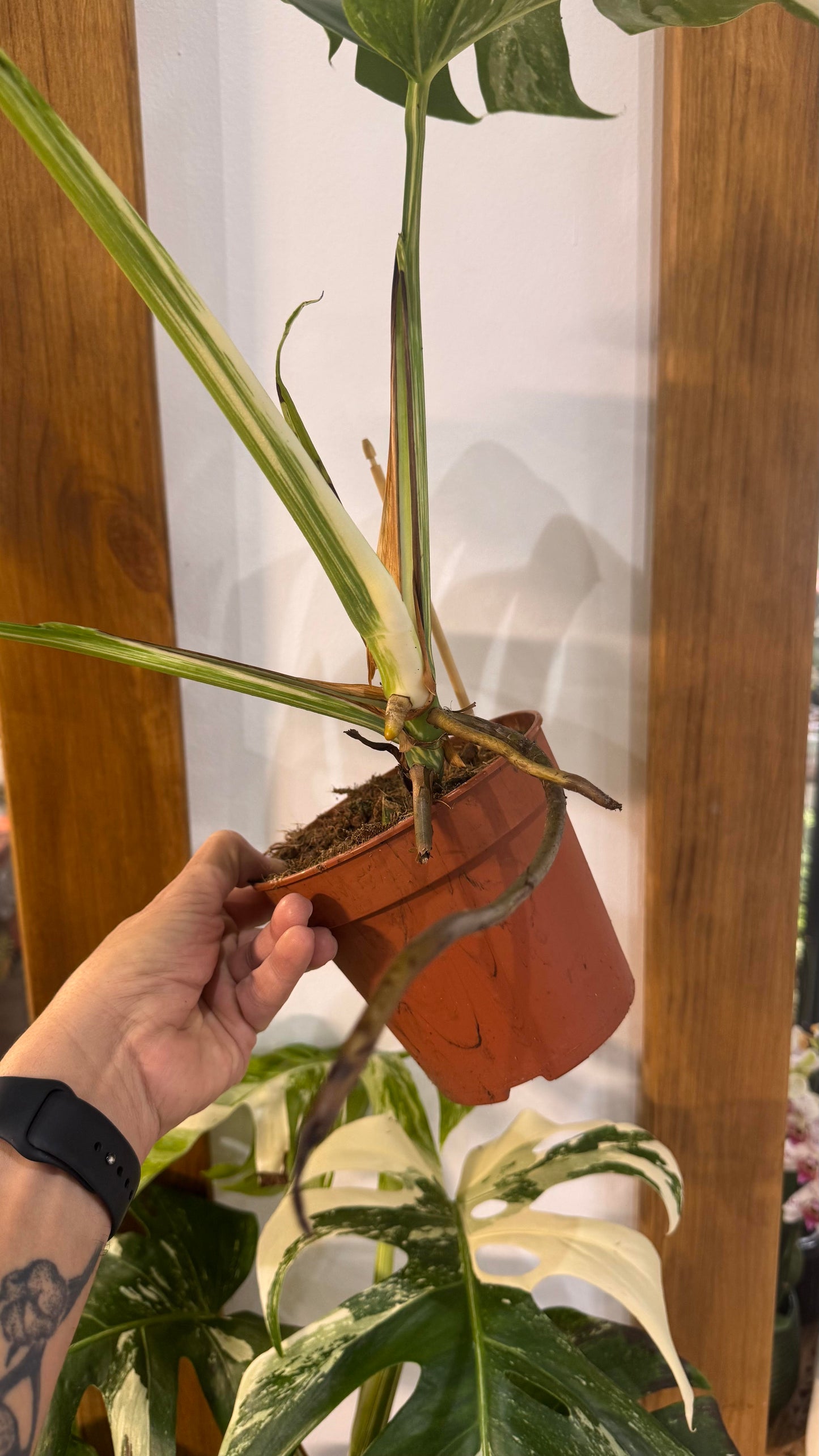 Taller de Monsteras variegadas