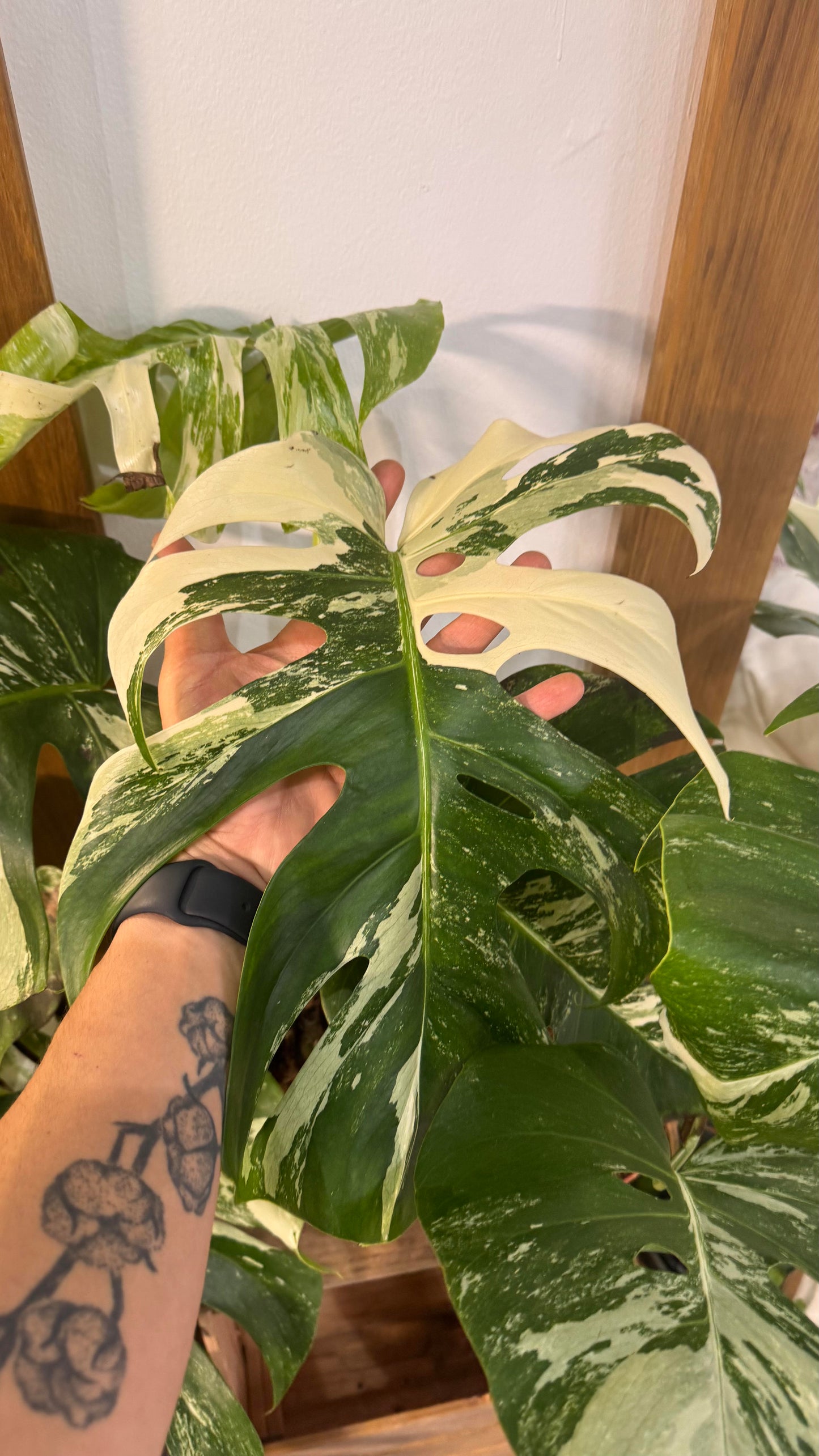 Taller de Monsteras variegadas