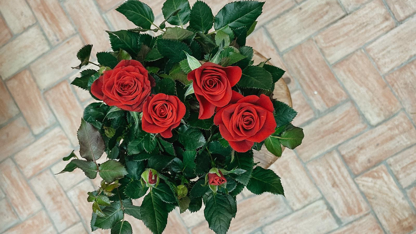 Taller de Kokedama en Barcelona