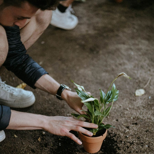 Curso de Jardinería para Principiantes: Plantas de Interior y Exterior