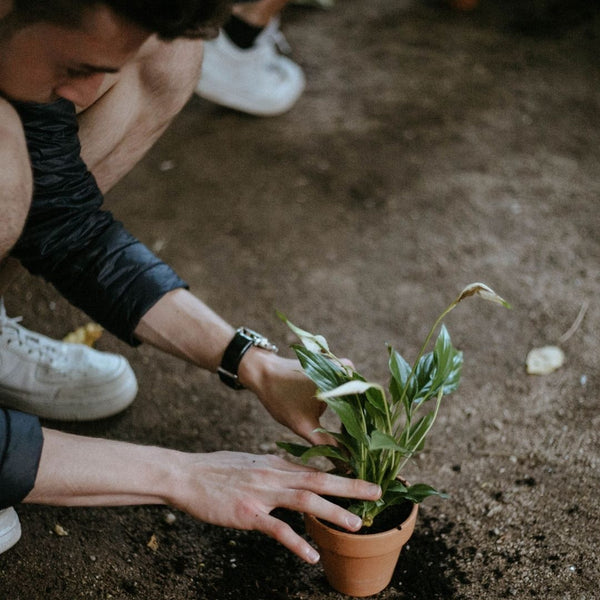 Curso de Jardinería para Principiantes: Plantas de Interior y Exterior