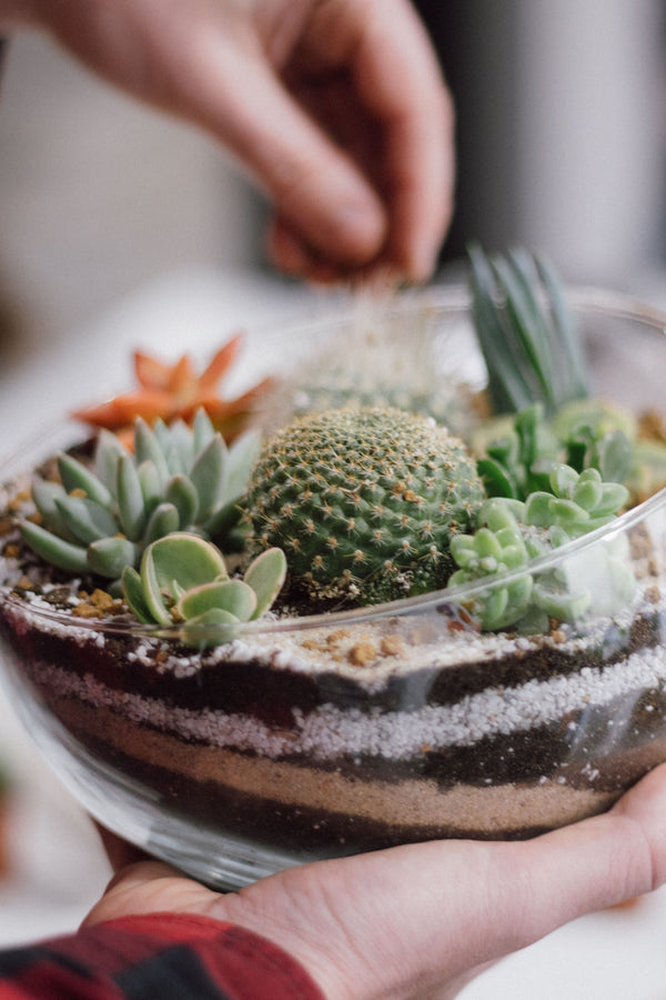 Taller de Terrario Desértico con Cactus y Suculentas en Barcelona