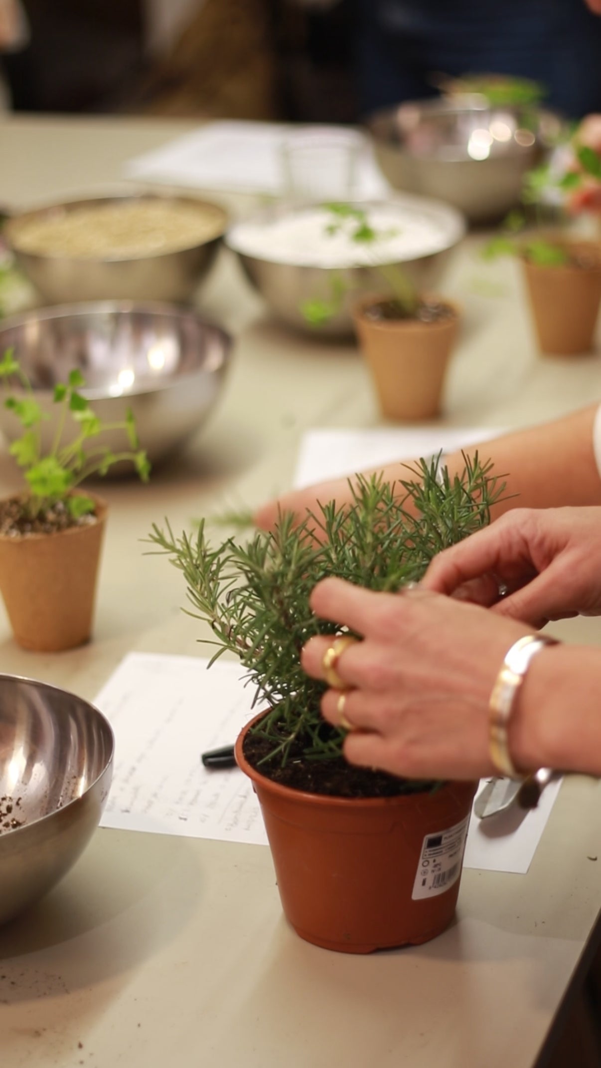 Aromatic Plants Workshop