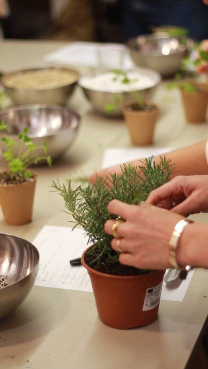 Aromatic Plants Workshop
