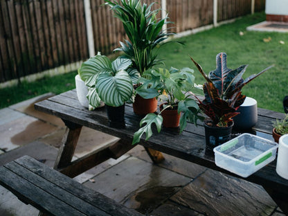 Servicios intensivos de jardinería | Control de plagas