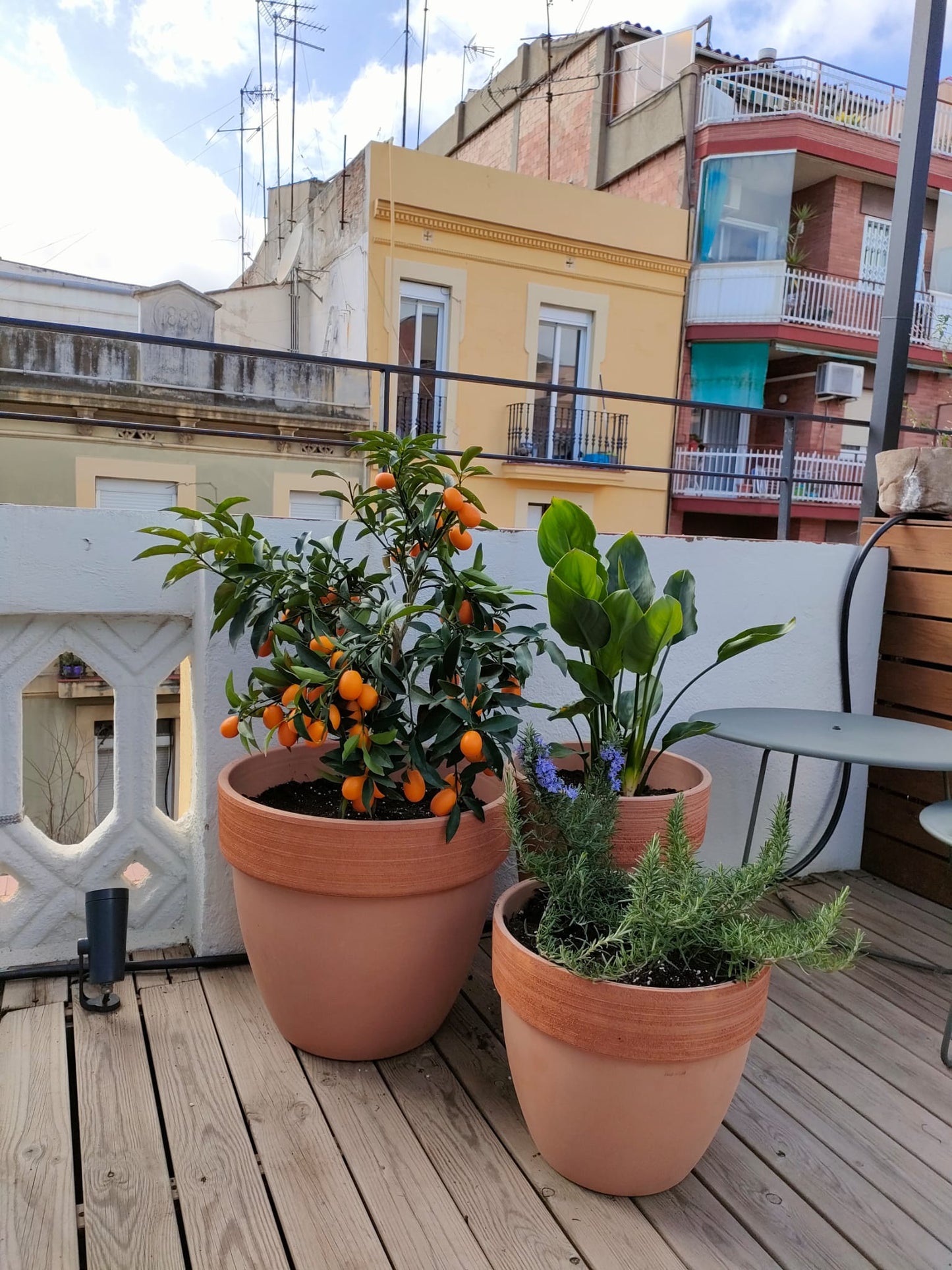 Servicios intensivos de jardinería | Control de plagas