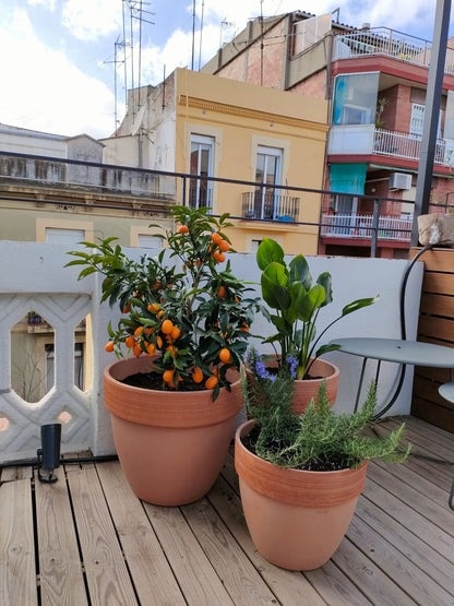 Servicios intensivos de jardinería | Control de plagas