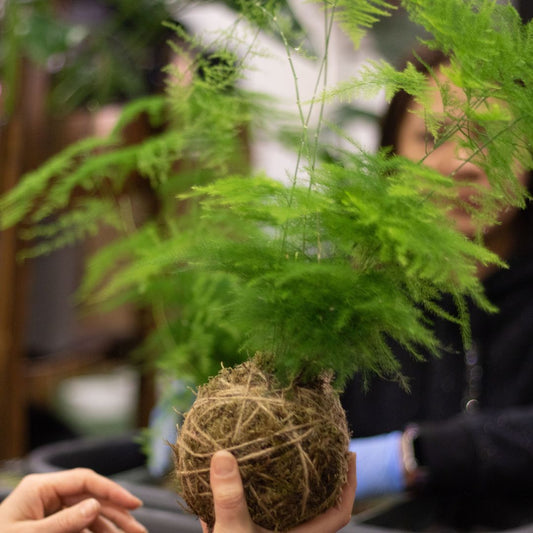 Taller de Kokedama en Valencia