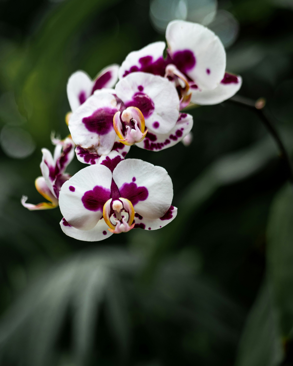 Taller de Cuidados de Orquídeas en Valencia