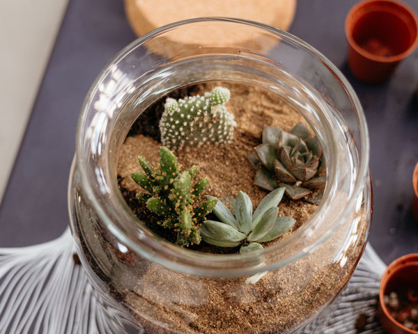 Taller de Terrario Desértico con Cactus y Suculentas en Valencia