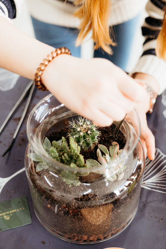Taller de Terrario Desértico con Cactus y Suculentas en Madrid