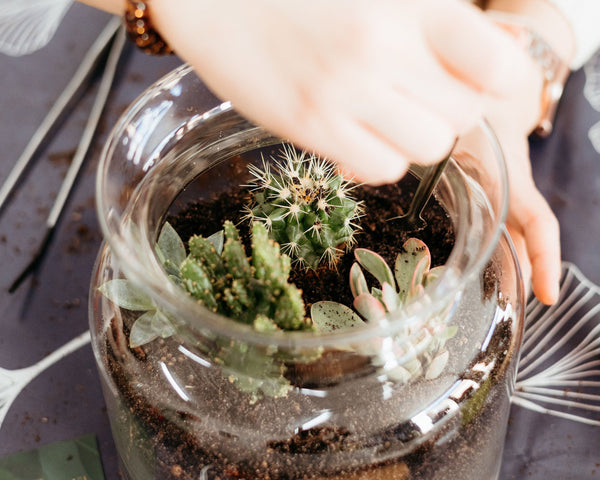 Taller de Terrario Desértico con Cactus y Suculentas en Madrid