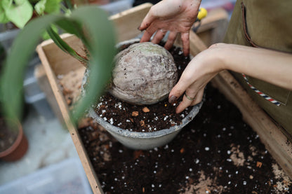 Taller de Cuidado de Plantas en Barcelona