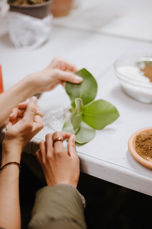 Taller de cuidados básicos de plantas en Barcelona (Gracia)