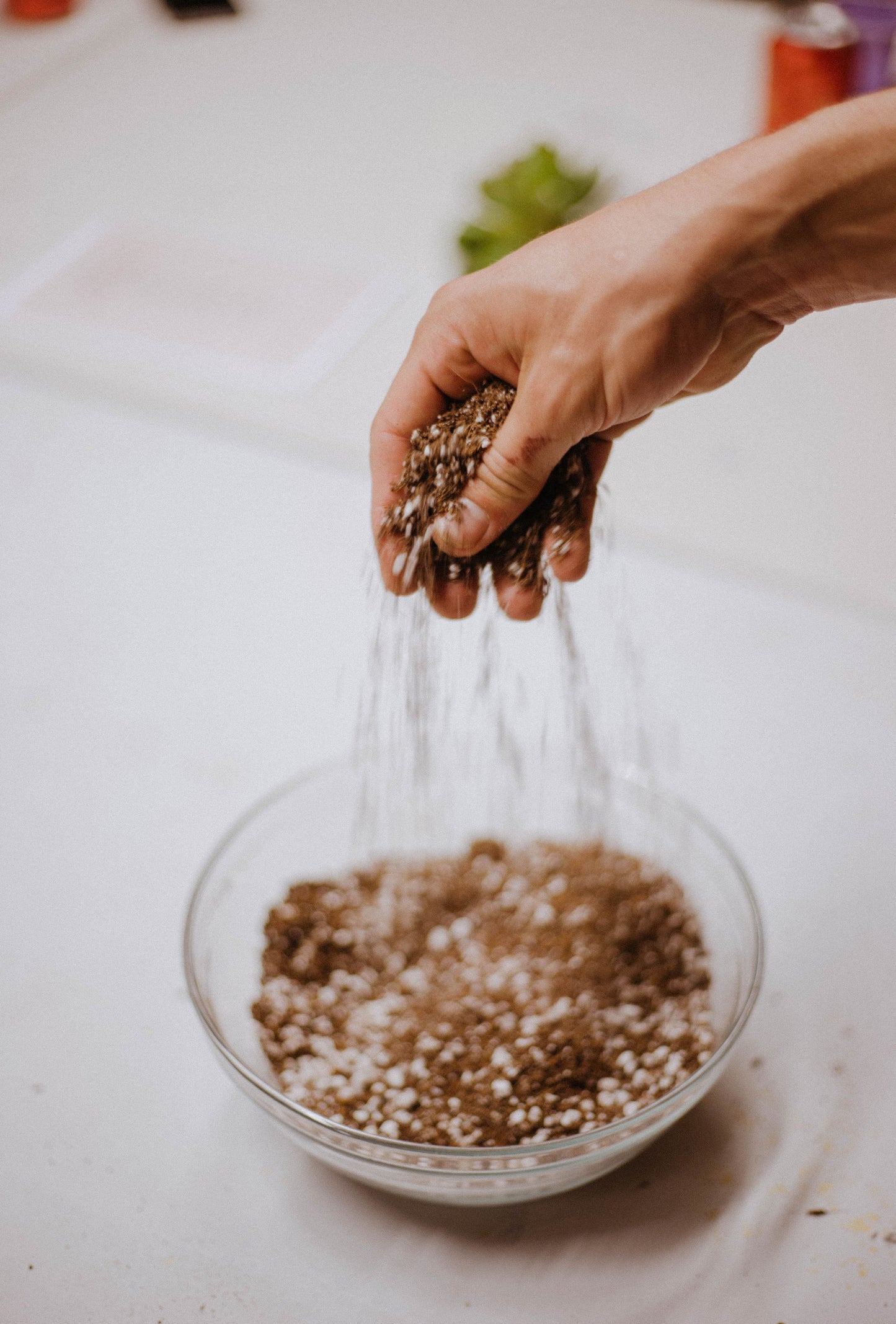Taller de cuidados básicos de plantas en Barcelona (Gracia)