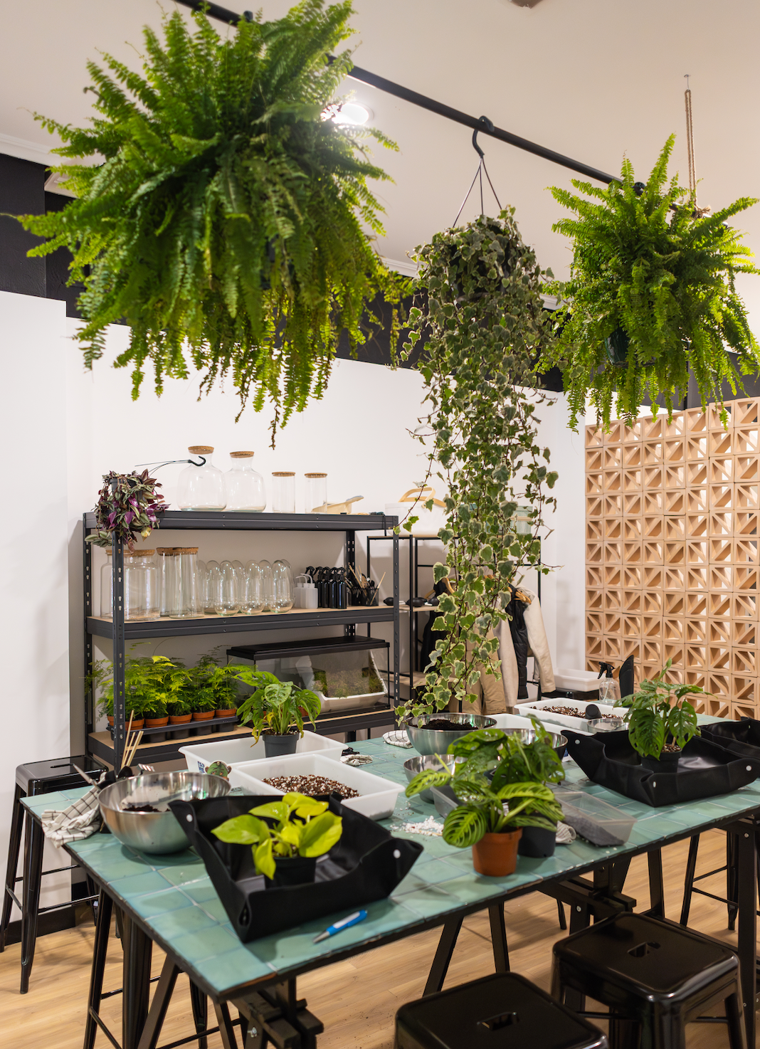 Taller de Cuidados de Plantas en Valencia