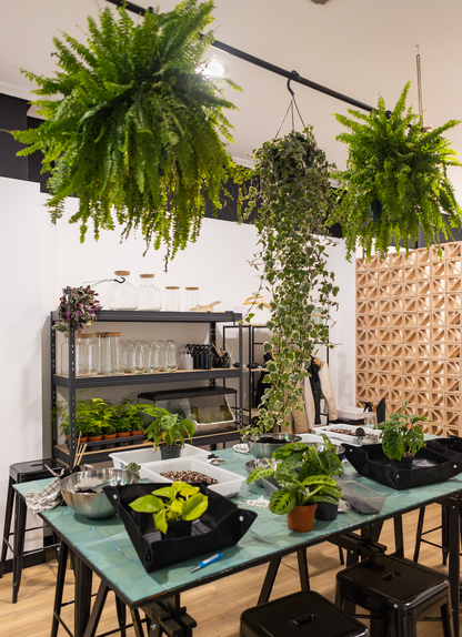 Taller de Cuidados de Plantas en Valencia