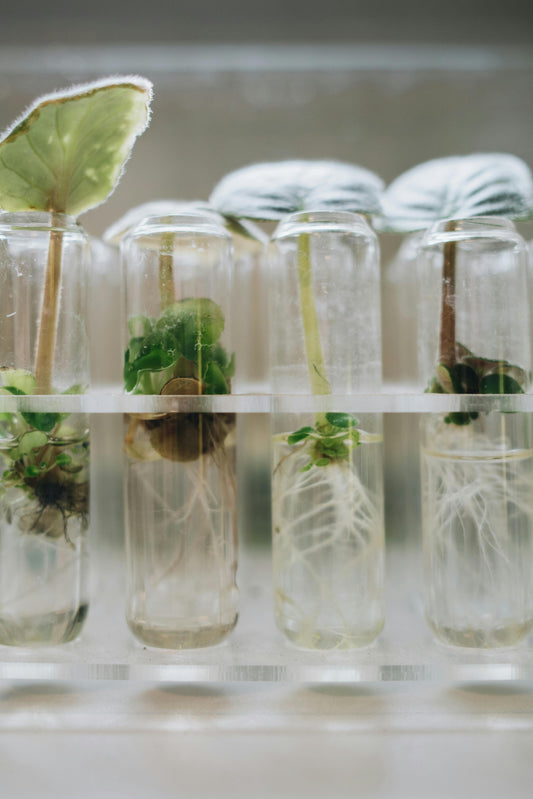 Taller de Métodos de Propagación de Plantas en Valencia