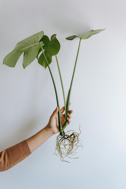Taller de Métodos de Propagación de Plantas en Valencia