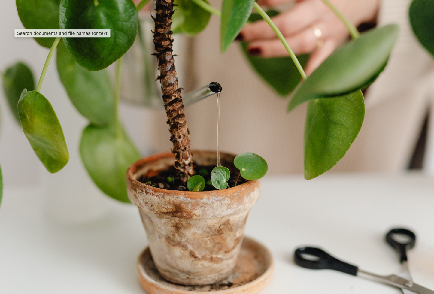 Guardería de Plantas - Nos llevamos las plantas
