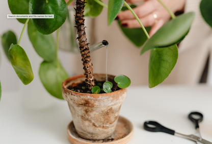 Guardería de Plantas - Nos llevamos las plantas