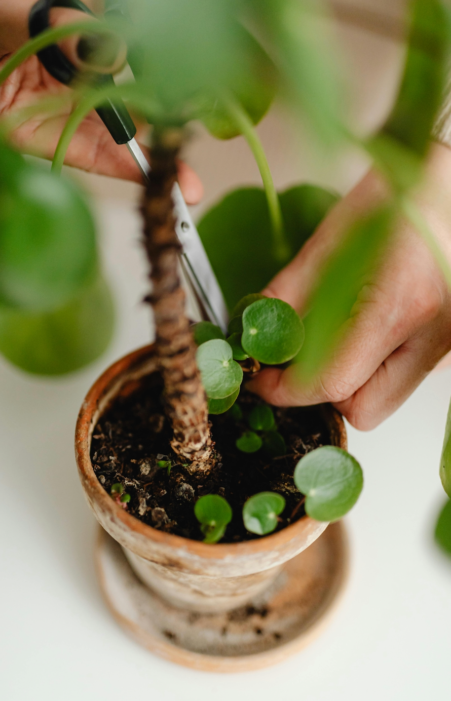 Taller de Métodos de Propagación de Plantas en Valencia