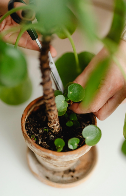 Taller de Métodos de Propagación de Plantas en Valencia