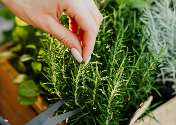 Taller de Plantas Aromáticas en Barcelona